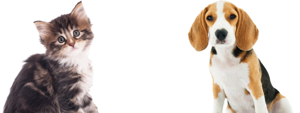 subscribe_background