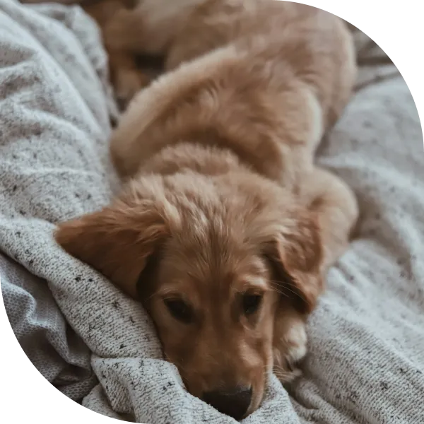 Dlaczego właściciele zwierząt wybierają PlayPals